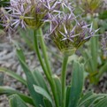 Persian Star Allium